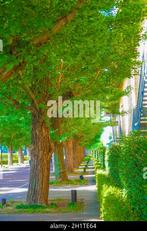 Ginkgo von Bäumen gesäumte Straßen von frischem Grün (Akishima). Drehort: Tokyo Akishima Stockfoto