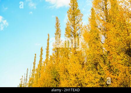 Ginkgo Schrein äußeren Garten Ginkgo Reihe von Bäumen. Aufnahmeort: Metropolregion Tokio Stockfoto
