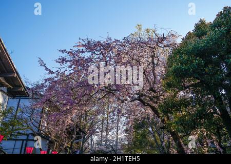 Chofu Jindaiji von Sakura und Stadt. Drehort: Chofu, Tokio Stockfoto