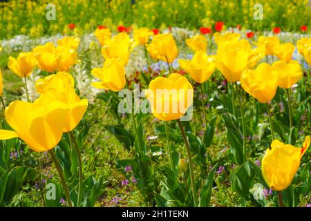 Bild von gelben Tulpenfeldern. Drehort: Yokohama-Stadt kanagawa Präfektur Stockfoto