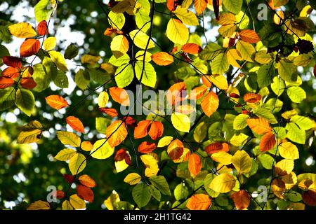 Herbstlich gefärbte Buchenblätter auf Bäumen in grün und braun hinterleuchtet Stockfoto