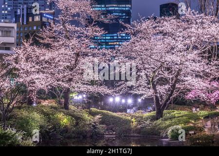 Mohri Garten des Gehens, Kirschblüten in der Nacht zu sehen (Roppongi). Aufnahmeort: Metropolregion Tokio Stockfoto