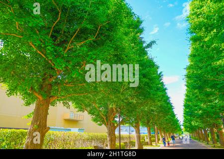 Ginkgo von Bäumen gesäumte Straßen von frischem Grün (Akishima). Drehort: Tokyo Akishima Stockfoto