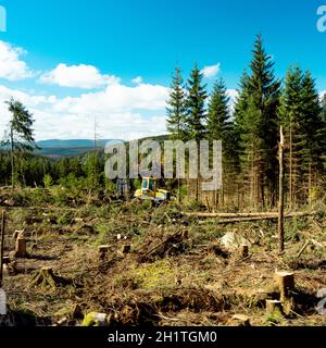 Ökologische Katastrophe im Harz Stockfoto