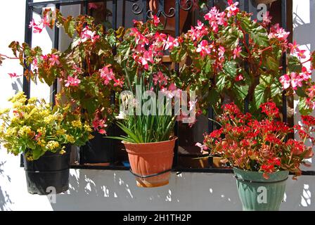 Typisches Fenster mit Pflanzen in Töpfen in einem weiß getünchten Dorf, Frigiliana, Provinz Malaga, Andalusien, Spanien, Europa. Stockfoto
