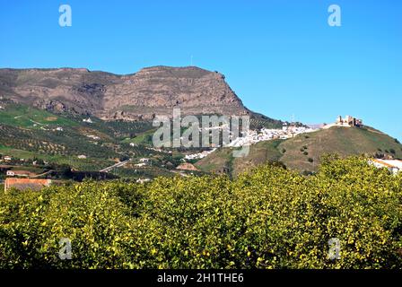 Blick auf die Stadt mit Zitronenbäumen im Vordergrund, Alora, Provinz Malaga, Andalusien, Spanien, Europa. Stockfoto