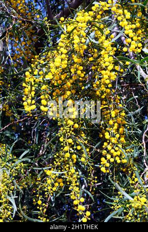 Mimosa Baum in voller Blüte während des Frühlings, Costa del Sol, Provinz Malaga, Andalusien, Spanien. Stockfoto