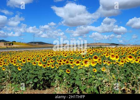 Sonnenblumenfeld in der spanischen Landschaft in der Nähe von Medina Sidonia, Provinz Cádáz, Andalusien, Spanien, Westeuropa. Stockfoto