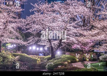 Mohri Garten des Gehens, Kirschblüten in der Nacht zu sehen (Roppongi). Aufnahmeort: Metropolregion Tokio Stockfoto