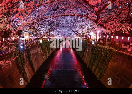 Kirschblüten in voller Blüte des Meguro River. Aufnahmeort: Metropolregion Tokio Stockfoto