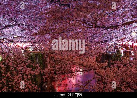 Kirschblüten in voller Blüte des Meguro River. Aufnahmeort: Metropolregion Tokio Stockfoto