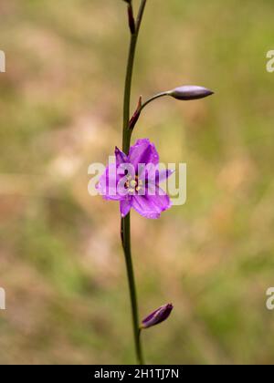 Schokoladen-Lilie-Blumen. Ein australischer Eingeborener mit schokoladenduftenden Blumen und essbaren Knollen. Stockfoto