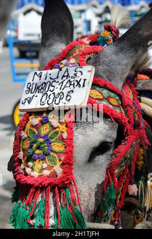 Nahaufnahme eines Eselskopfes mit einem Taxistand (Burro Taxi), Mijas, Costa del Sol, Provinz Malaga, Andalusien, Spanien, Europa. Stockfoto