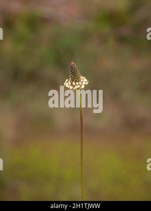 Blütenkopf der Spitzwegerich (Plantago lanceolata). Stockfoto