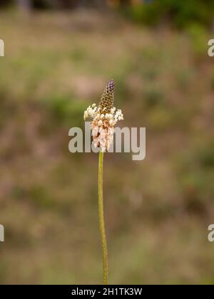 Blütenkopf der Spitzwegerich (Plantago lanceolata). Stockfoto
