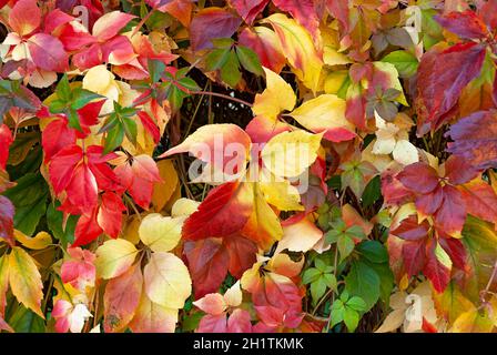 Herbst – gelb-rote Blätter Stockfoto