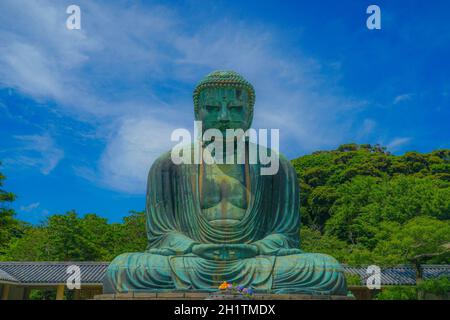 Frühsommer des Großen Buddha von Kamakura, der in frisches Grün gehüllt war. Aufnahmeort: Kamakura, Präfektur Kanagawa Stockfoto