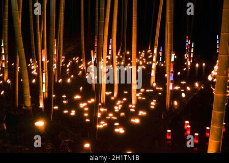 Licht-up mit kleinem Durchmesser des Bambushains (kleiner Schreibtisch Burg Wald der Bürger). Drehort: Yokohama-Stadt kanagawa Präfektur Stockfoto