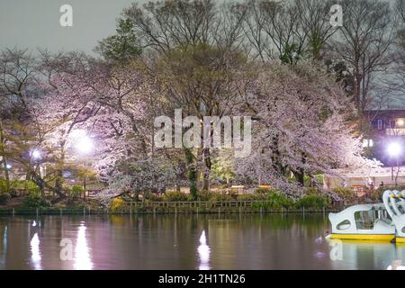 Kirschblüten im Inokashira Park. Drehort: Mitaka City, Tokio Stockfoto
