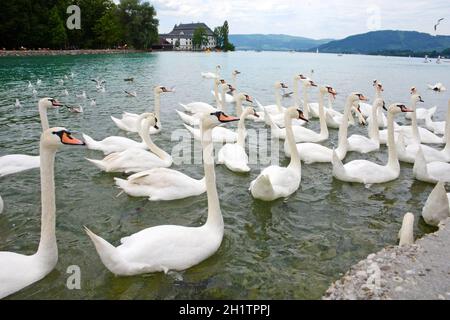 Schwäne am Attersee (Bez. Vöcklabruck, Salzkammergut, Oberösterreich, Österreich) - Schwäne am Attersee (Kreis Vöcklabruck, Salzkammergut, Obere Stockfoto