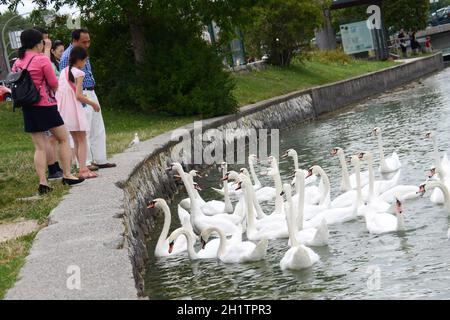 Schwäne am Attersee (Bez. Vöcklabruck, Salzkammergut, Oberösterreich, Österreich) - Schwäne am Attersee (Kreis Vöcklabruck, Salzkammergut, Obere Stockfoto