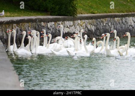 Schwäne am Attersee (Bez. Vöcklabruck, Salzkammergut, Oberösterreich, Österreich) - Schwäne am Attersee (Kreis Vöcklabruck, Salzkammergut, Obere Stockfoto