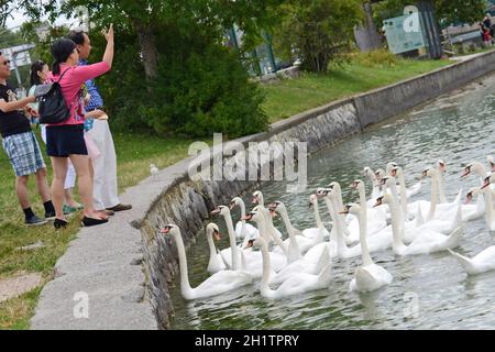 Schwäne am Attersee (Bez. Vöcklabruck, Salzkammergut, Oberösterreich, Österreich) - Schwäne am Attersee (Kreis Vöcklabruck, Salzkammergut, Obere Stockfoto