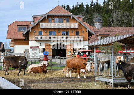 Gut Aiderbichl in Salzburg, Österreich, Europa - gut Aiderbichl in Salzburg, Österreich, Europa Stockfoto