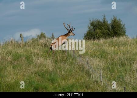 Rotwild (Cervus elaphus), Hirsch in Samt, der einen Zaun hüpft, Rahoy Hills, Morvern, Schottland Stockfoto