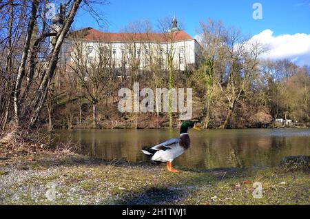 Teich beim Kloster Puchheim im Frühjahr, Österreich, Europa - Teich im Kloster Puchheim im Frühjahr, Österreich, Europa Stockfoto