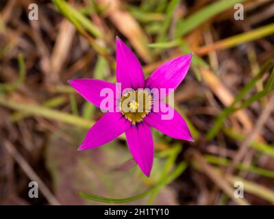 Die leuchtend rosa Blume von Romulea rosea (Zwiebelgras), die in Australien, wo die Pflanze fotografiert wurde, als Unkraut gilt. Stockfoto