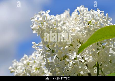 Nahaufnahme einer weißen Flieder-Blüten - Nahaufnahme einer weißen Fliederblüte Stockfoto