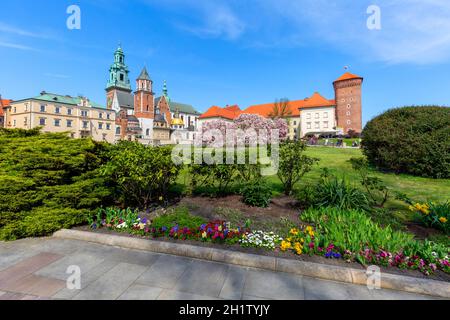 Krakau, Polen - 28. April 2021 : blühende Magnolienbäume auf dem Wawel-Hügel neben der Wawel-Kathedrale aus dem 11. Jahrhundert, Krönungsort der polnischen Könige Stockfoto