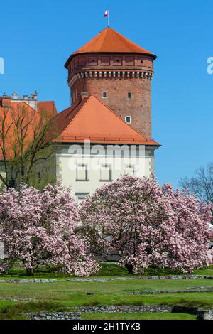 Krakau, Polen - 28. April 2021 : blühende Magnolienbäume auf dem Wawel-Hügel, Blick auf den Senatorska-Turm Stockfoto