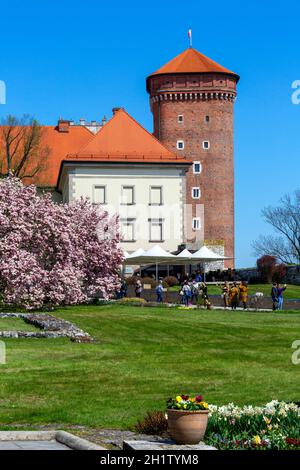 Krakau, Polen - 28. April 2021 : blühende Magnolienbäume auf dem Wawel-Hügel, Blick auf den Senatorska-Turm Stockfoto