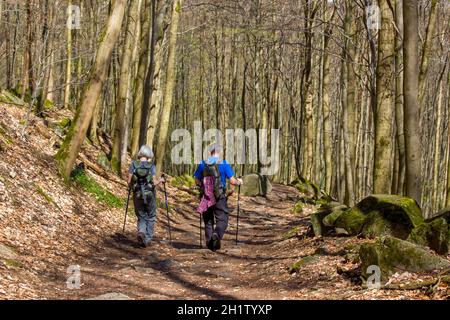 Spring Forest Wanderweg Rheinsteig im Siebengebirge Deutschland Stockfoto