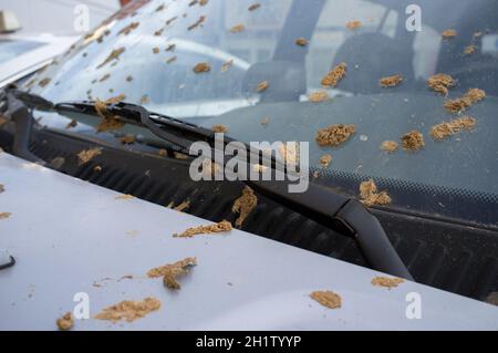 Geländefahrzeug voll mit trockenem Schlamm auf der Motorhaube. Selektiver Fokus Stockfoto