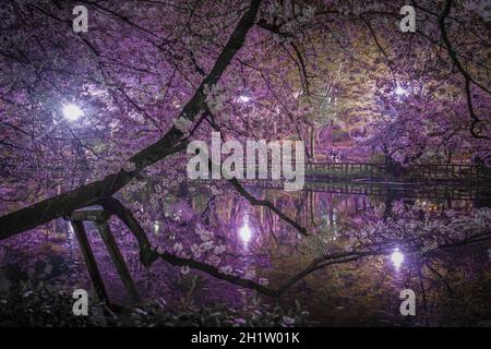 Kirschblüten des Inokashira Parks. Aufnahmeort: Metropolregion Tokio Stockfoto