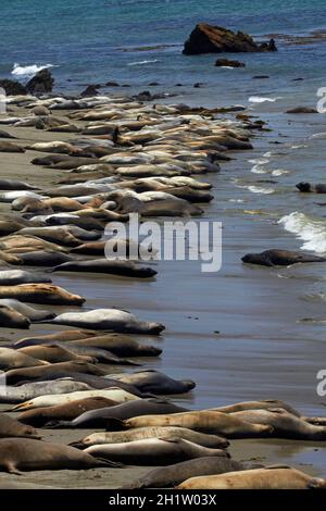 Northern Elephant Seals, Piedras Blancas Elefantenrobben Rookery, Pacific Coast Highway, in der Nähe von San Simeon, Central Coast, California, USA Stockfoto