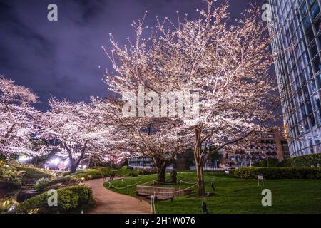 Mohri Garten des Gehens, Kirschblüten in der Nacht zu sehen (Roppongi). Aufnahmeort: Metropolregion Tokio Stockfoto