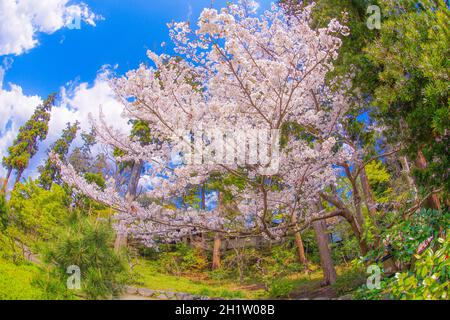 Engakuji der vollen Blüte des Kirschbaumes (Kamakura, Präfektur Kanagawa). Aufnahmeort: Kamakura, Präfektur Kanagawa Stockfoto