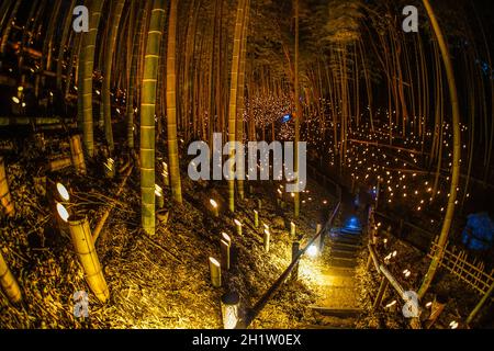 Licht-up mit kleinem Durchmesser des Bambushains (kleiner Schreibtisch Burg Wald der Bürger). Drehort: Yokohama-Stadt kanagawa Präfektur Stockfoto