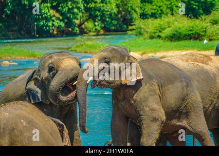 Wilder Elefant (Sri Lanka Pinnawara). Drehort: Sri Lanka Stockfoto