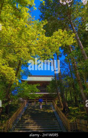 Engakuji der vollen Blüte des Kirschbaumes (Kamakura, Präfektur Kanagawa). Aufnahmeort: Kamakura, Präfektur Kanagawa Stockfoto