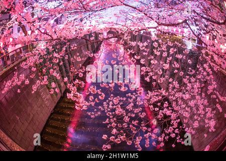 Von gehen, um Kirschblüten in der Nacht Nakameguro Meguro River zu sehen. Aufnahmeort: Metropolregion Tokio Stockfoto