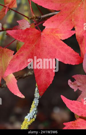 close-up of a beautiful red maple leaf with autumnal coloring that shimmers gently in the sunlight Stockfoto