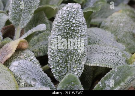 Auf den weißhaarigen Blättern von Stachys byzantina schimmern bei Tageslicht unzählige feine Tröpfchen des Morgentaus Silber aus nächster Nähe Stockfoto