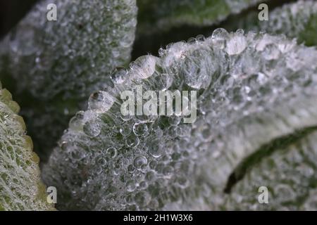 Frische, klare Wassertröpfchen lassen das Blatt von stachys byzantine im Licht des frühen Morgens, Nahaufnahme, Stockfoto