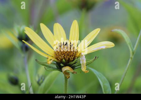 Blick in die hübsche Blüte einer zitronengelben, mehrjährigen Sonnenblume, die bereits einige ihrer Blütenblätter verloren hat Stockfoto