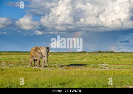 Ein einsamer Elefant (Loxodonta Africana), der im Grasland nebenan durch die Stiere wandert, ist ein farbenfroher Regenbogen. Etosha-Nationalpark, Namibia, Afrika Stockfoto